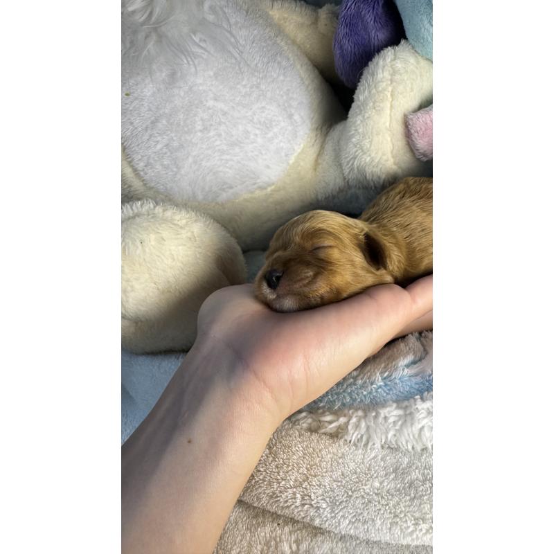 販売中の神奈川県のキャバプー:キャバリア×トイプードル-440496の5枚目