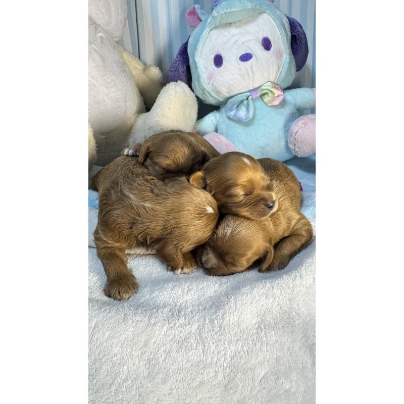 販売中の神奈川県のキャバプー:キャバリア×トイプードル-440496の4枚目