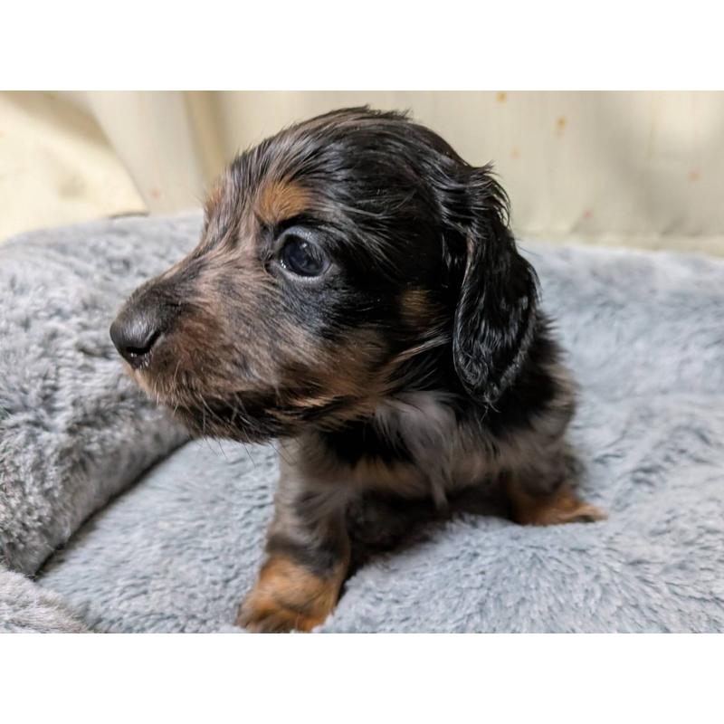 販売中の茨城県のミニチュアダックスフンド(ロングヘアード)-440497の5枚目