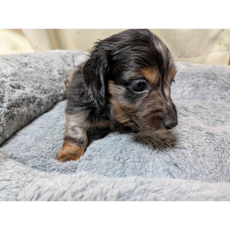 販売中の茨城県のミニチュアダックスフンド(ロングヘアード)-440497の4枚目