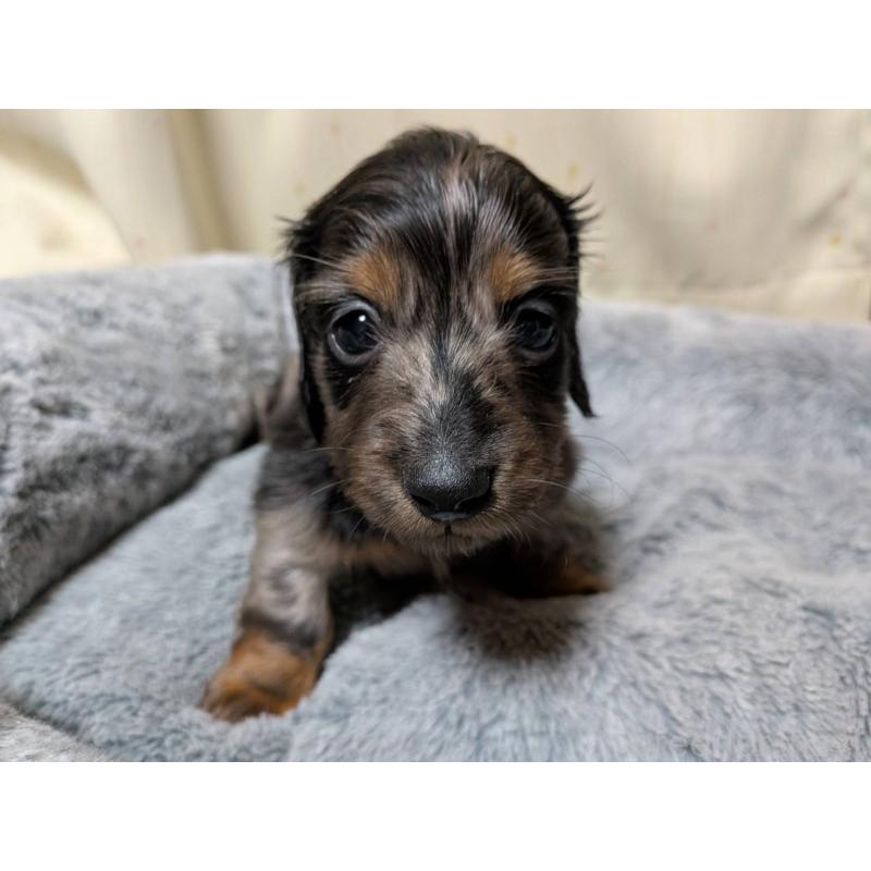 販売中の茨城県のミニチュアダックスフンド(ロングヘアード)-440497の1枚目