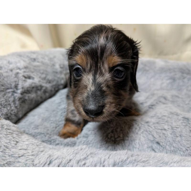 販売中の茨城県のミニチュアダックスフンド(ロングヘアード)-440497の2枚目