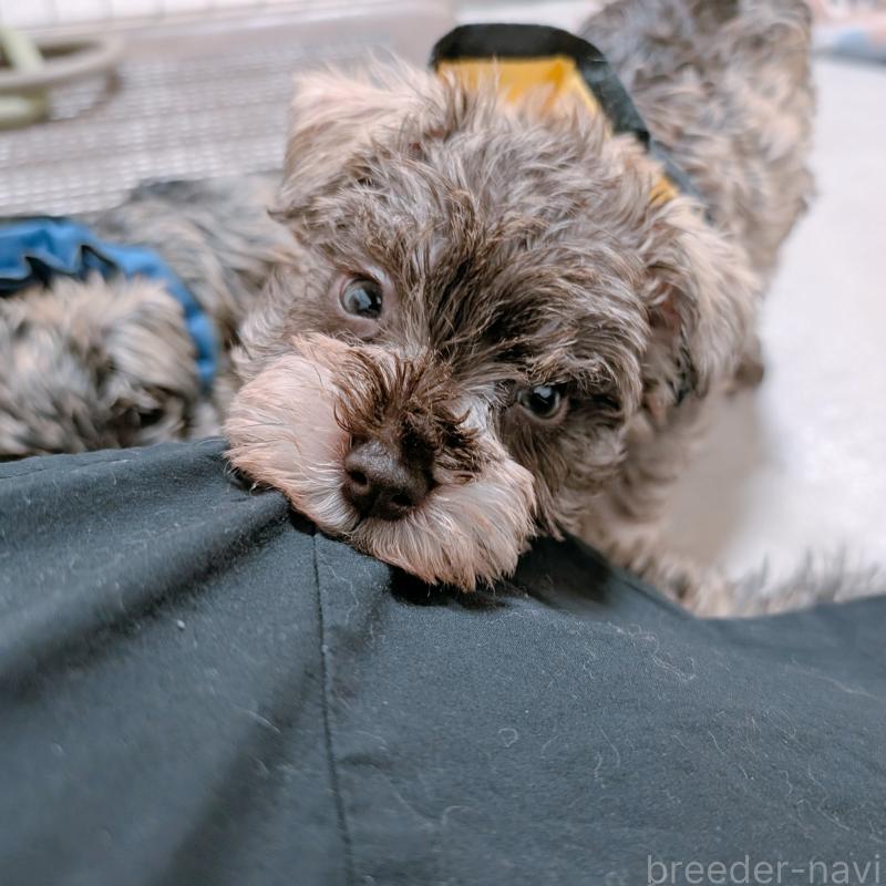 成約済の長崎県のミニチュアシュナウザー-436018の6枚目