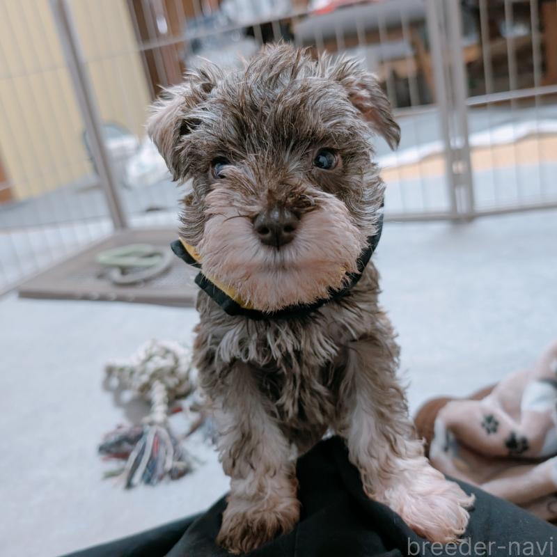 成約済の長崎県のミニチュアシュナウザー-436018の5枚目