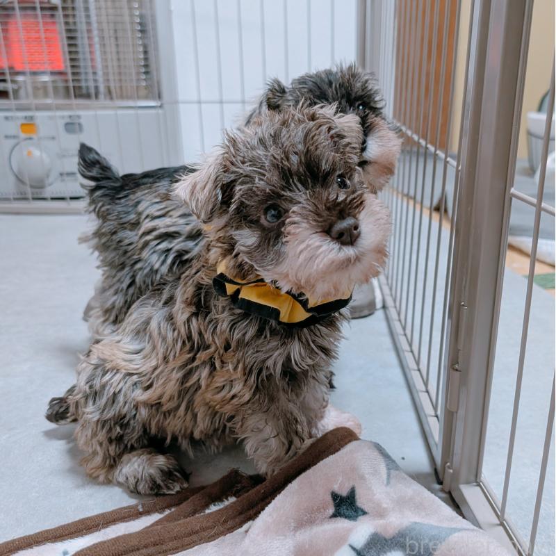 成約済の長崎県のミニチュアシュナウザー-436018の4枚目