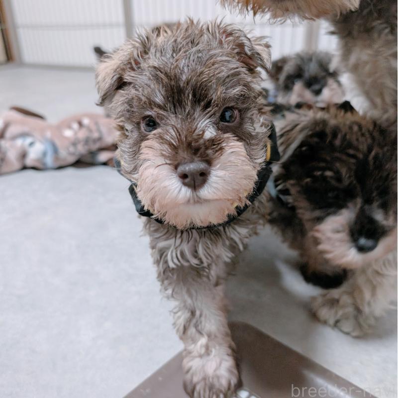 成約済の長崎県のミニチュアシュナウザー-436018の3枚目