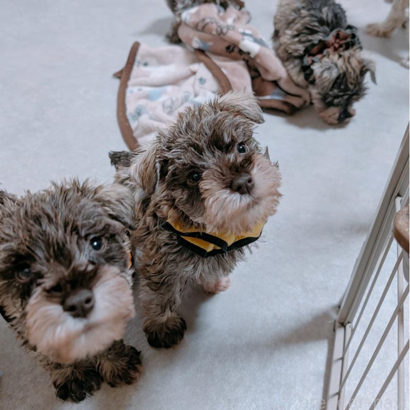 成約済の長崎県のミニチュアシュナウザー-436018の2枚目