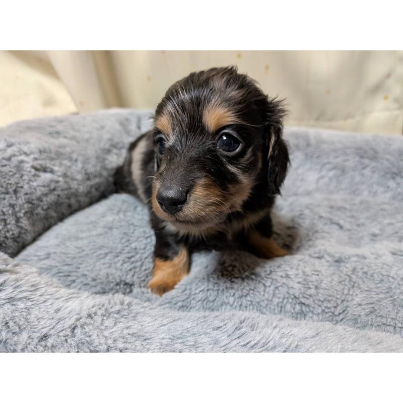 販売中の茨城県のミニチュアダックスフンド(ロングヘアード)-440499