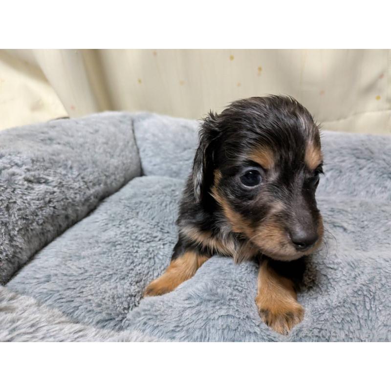 販売中の茨城県のミニチュアダックスフンド(ロングヘアード)-440499の5枚目