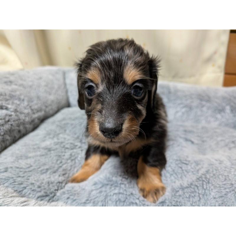 販売中の茨城県のミニチュアダックスフンド(ロングヘアード)-440499の2枚目