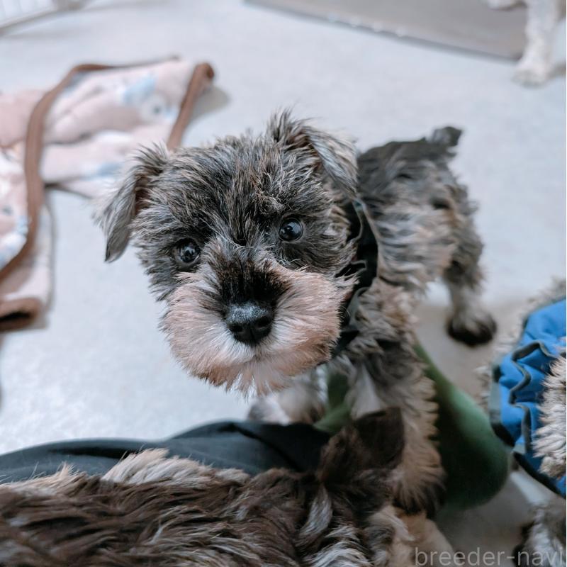 成約済の長崎県のミニチュアシュナウザー-436014の4枚目