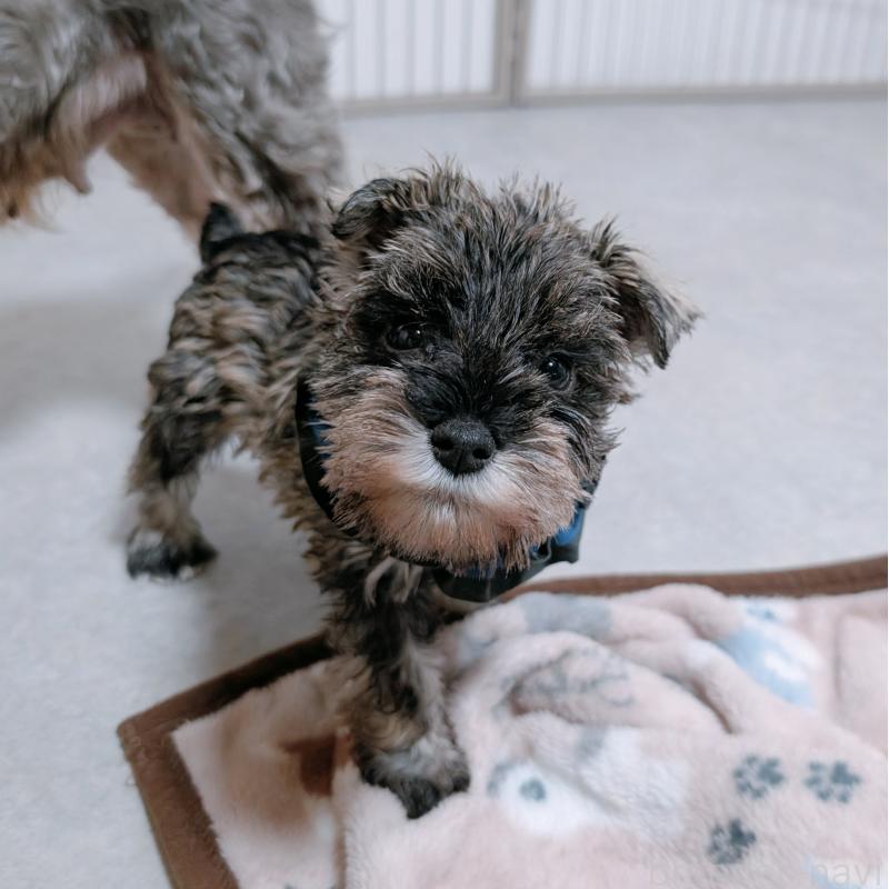 成約済の長崎県のミニチュアシュナウザー-436014の2枚目