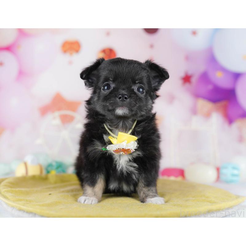 販売中の神奈川県のチワワ(ロングコート)-440500の14枚目