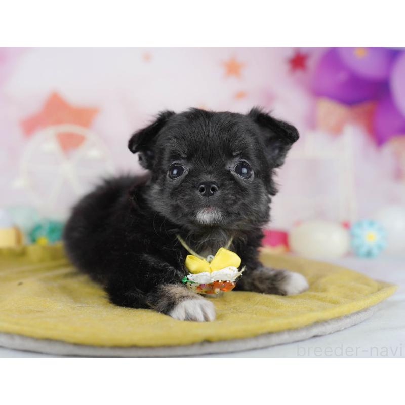 販売中の神奈川県のチワワ(ロングコート)-440500の13枚目