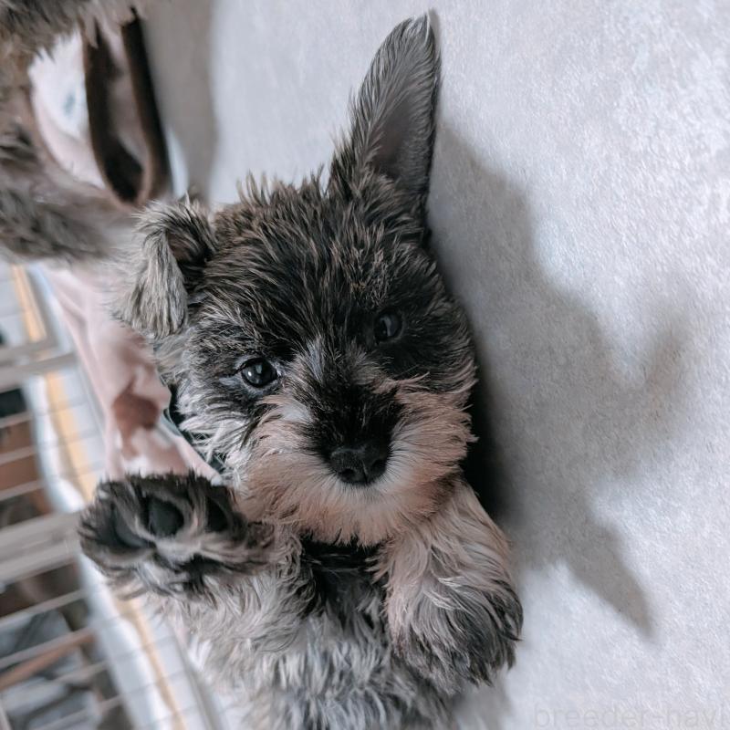 商談中の長崎県のミニチュアシュナウザー-436012の5枚目