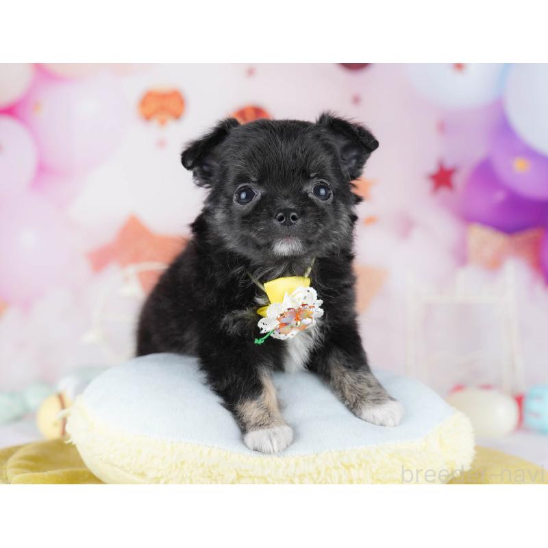 販売中の神奈川県のチワワ(ロングコート)-440500の12枚目