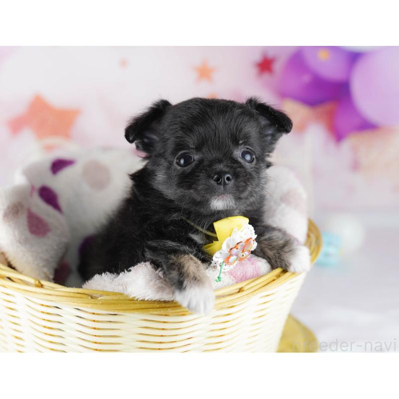 販売中の神奈川県のチワワ(ロングコート)-440500の11枚目