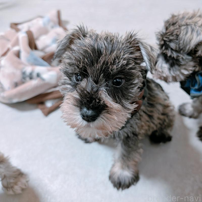 商談中の長崎県のミニチュアシュナウザー-436012の2枚目