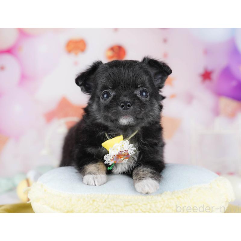 販売中の神奈川県のチワワ(ロングコート)-440500の9枚目