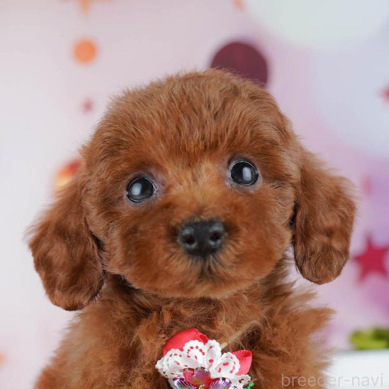 販売中の神奈川県のトイプードル-440501の1枚目