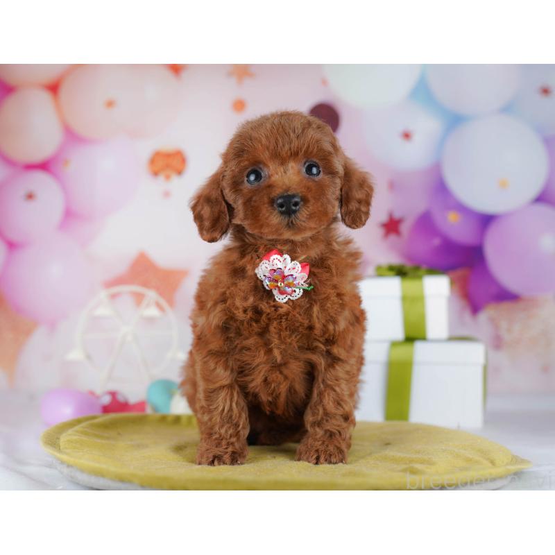 販売中の神奈川県のトイプードル-440501の14枚目