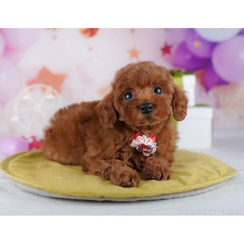 販売中の神奈川県のトイプードル-440501の13枚目