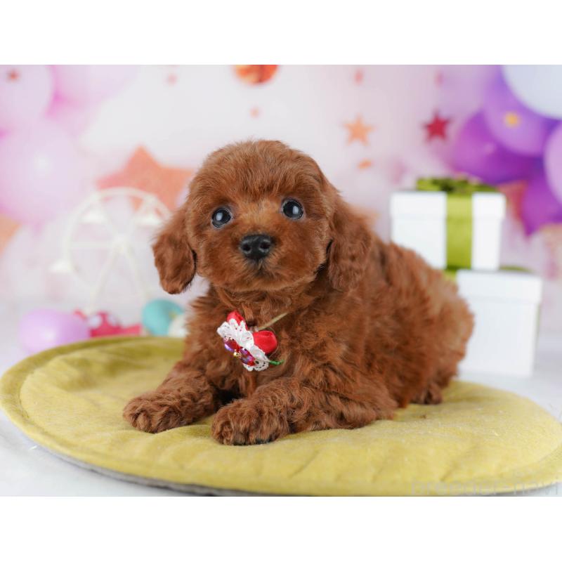 販売中の神奈川県のトイプードル-440501の12枚目