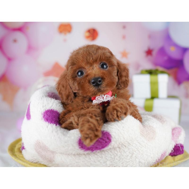 販売中の神奈川県のトイプードル-440501の11枚目