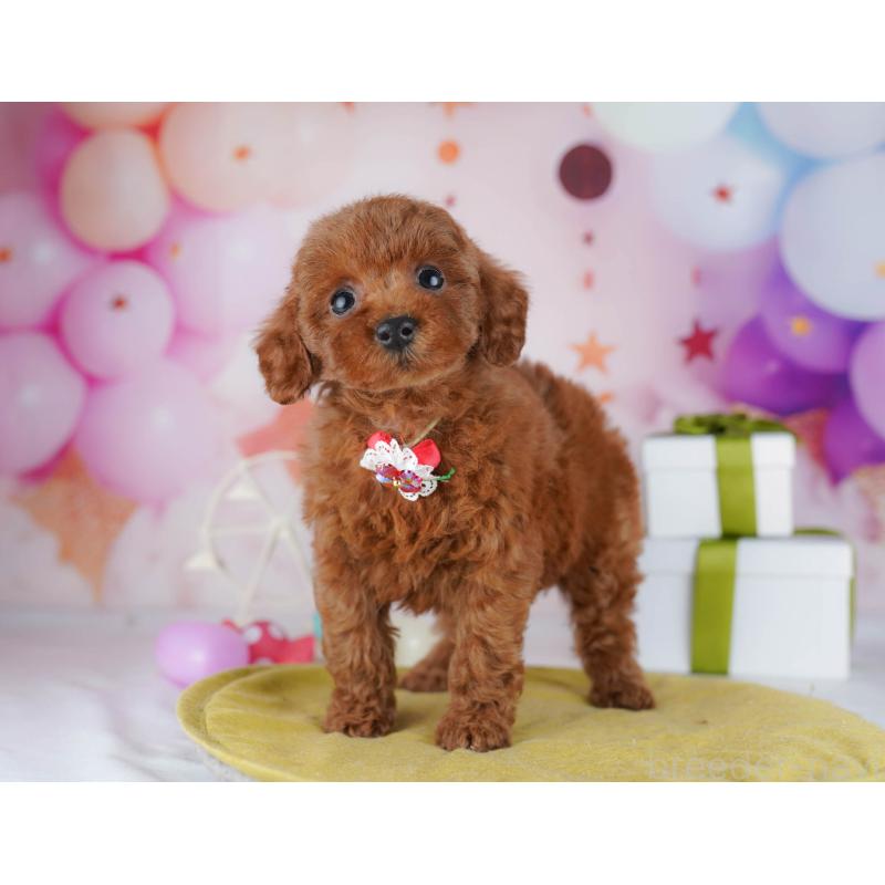 販売中の神奈川県のトイプードル-440501の10枚目