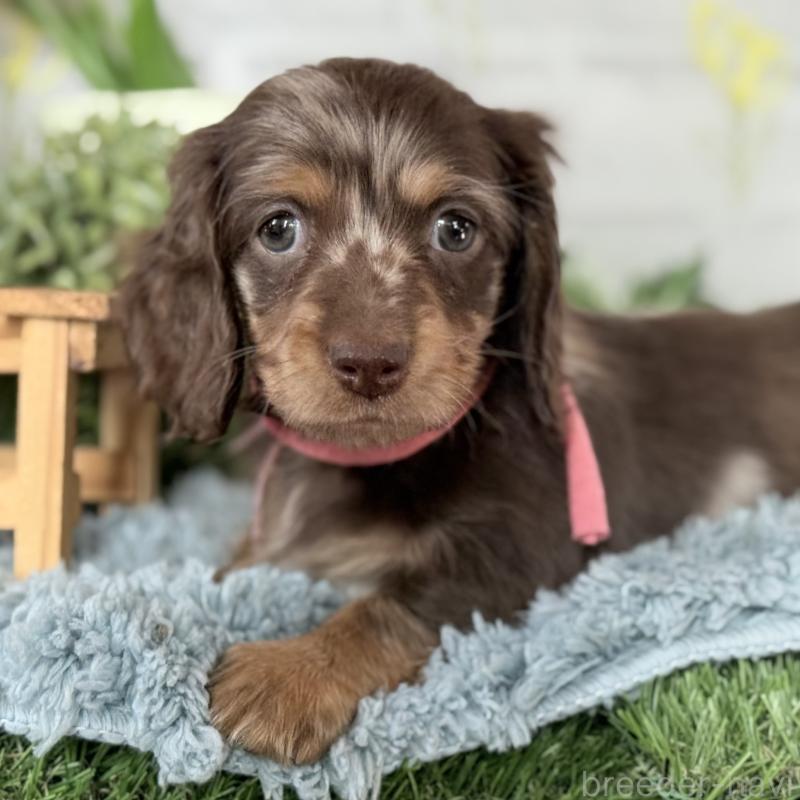 販売中の埼玉県のミニチュアダックスフンド(ロングヘアード)-440503の17枚目