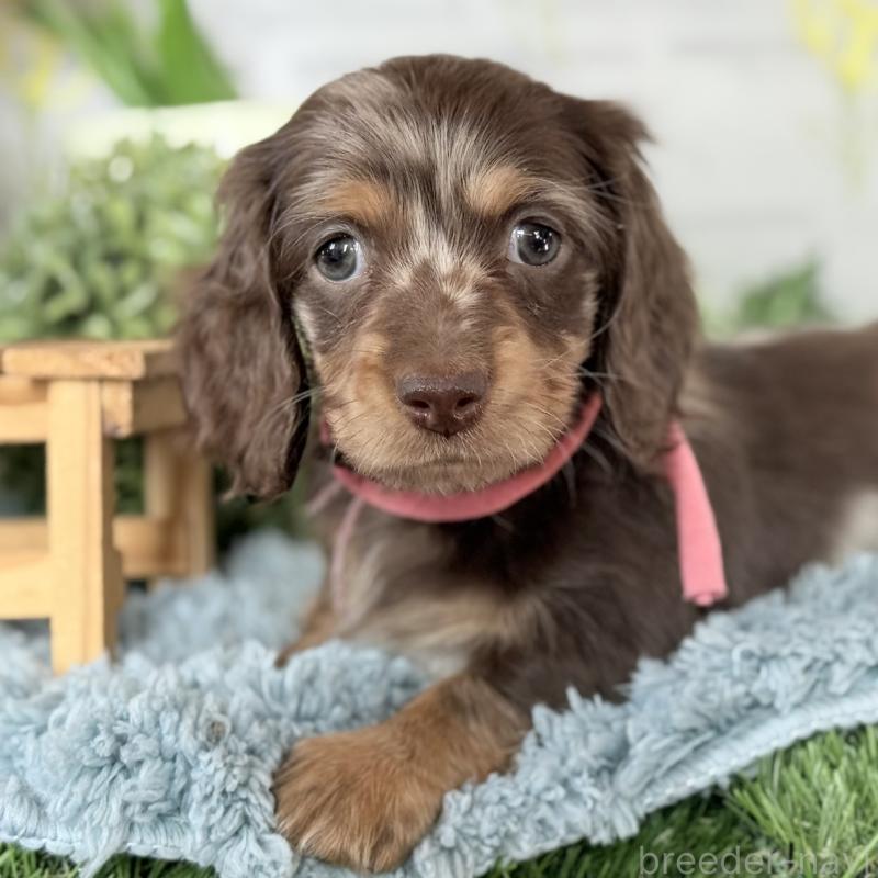 販売中の埼玉県のミニチュアダックスフンド(ロングヘアード)-440503の16枚目