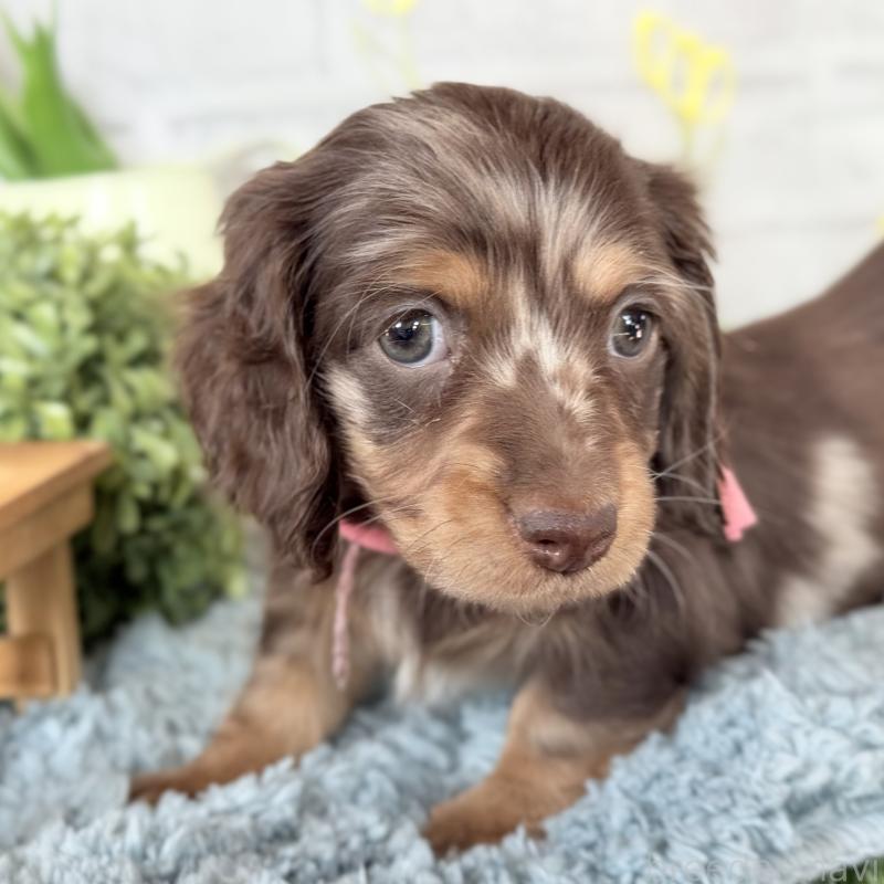 販売中の埼玉県のミニチュアダックスフンド(ロングヘアード)-440503の14枚目