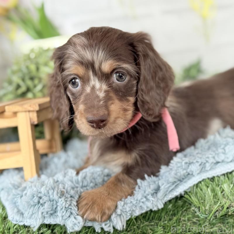 販売中の埼玉県のミニチュアダックスフンド(ロングヘアード)-440503の13枚目