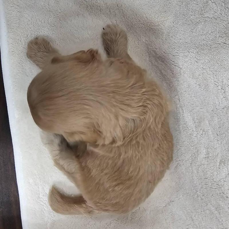 販売中の埼玉県のマルプー:マルチーズ×トイプードル-440502の4枚目