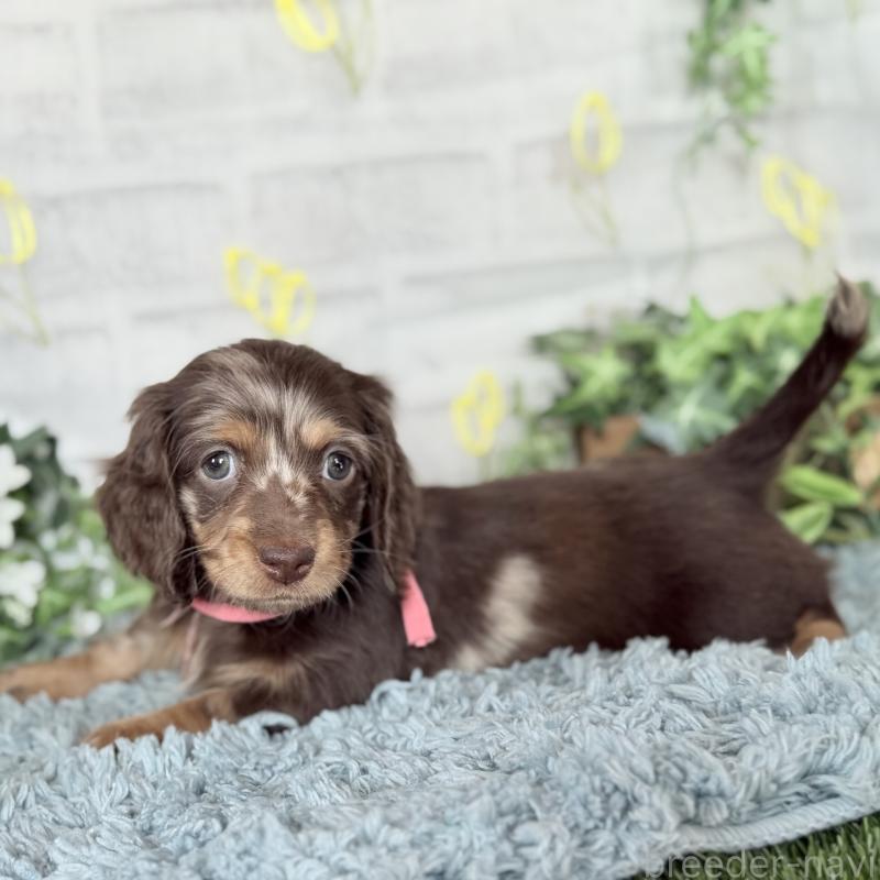 販売中の埼玉県のミニチュアダックスフンド(ロングヘアード)-440503の12枚目