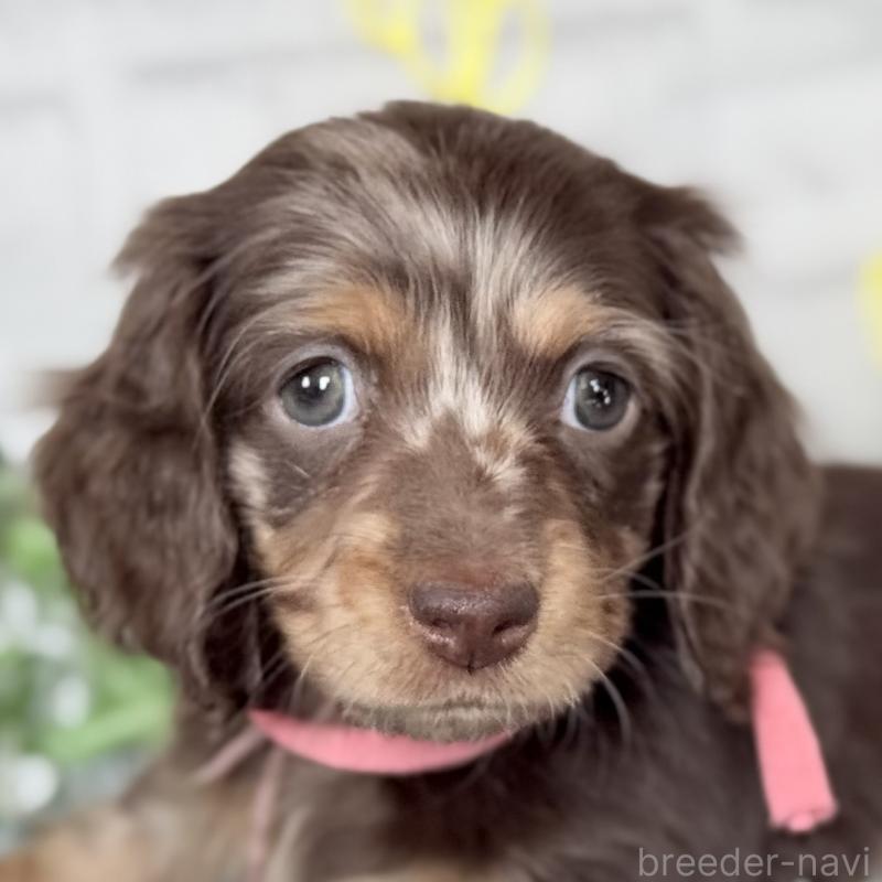 販売中の埼玉県のミニチュアダックスフンド(ロングヘアード)-440503の1枚目