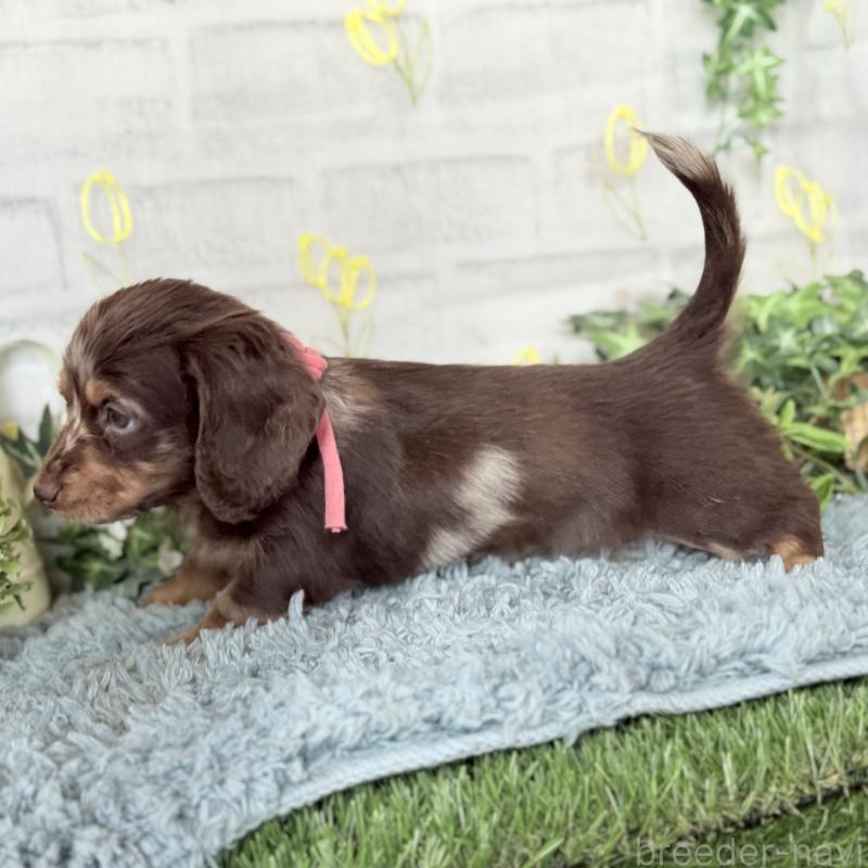 販売中の埼玉県のミニチュアダックスフンド(ロングヘアード)-440503の11枚目