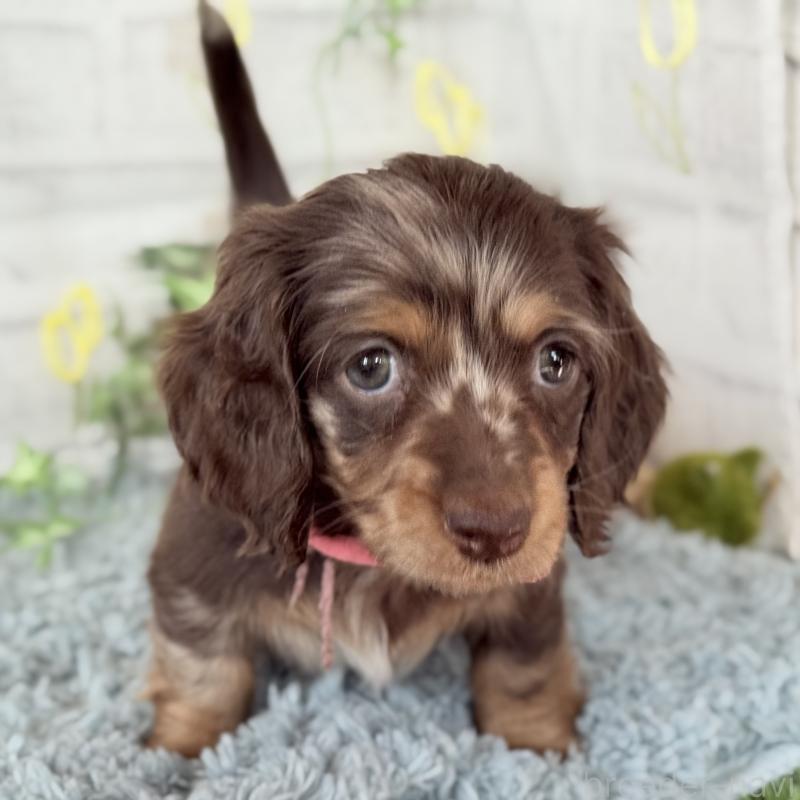 販売中の埼玉県のミニチュアダックスフンド(ロングヘアード)-440503の10枚目