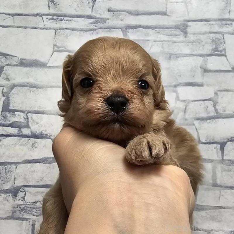 販売中の埼玉県のマルプー:マルチーズ×トイプードル-440502