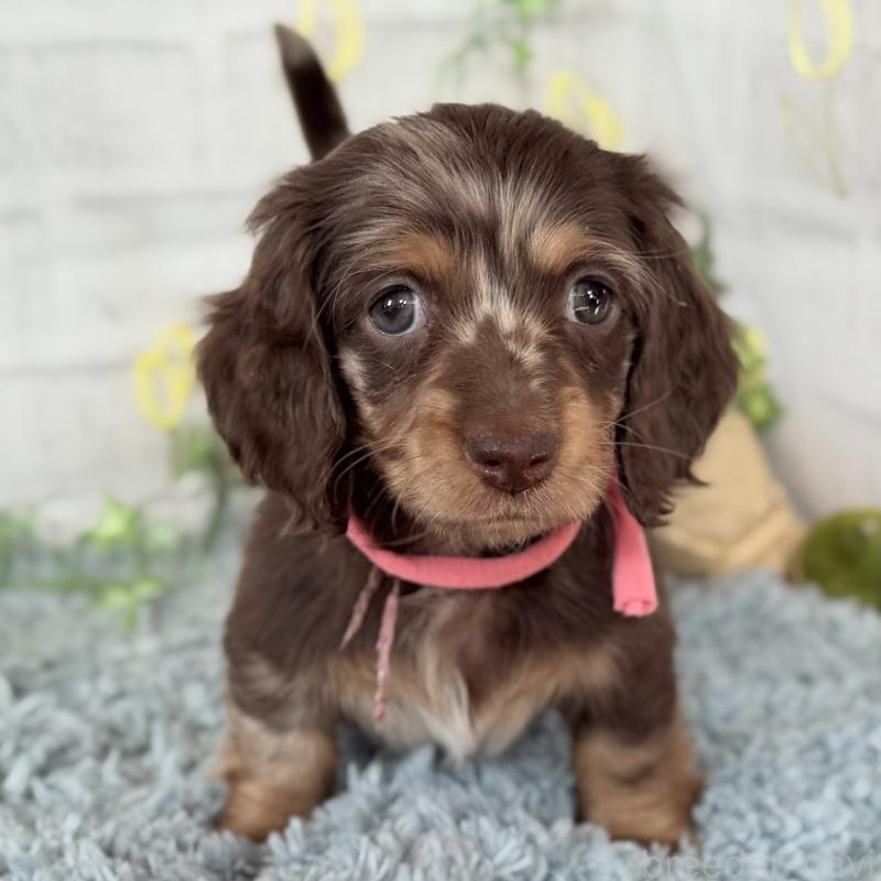 販売中の埼玉県のミニチュアダックスフンド(ロングヘアード)-440503の8枚目