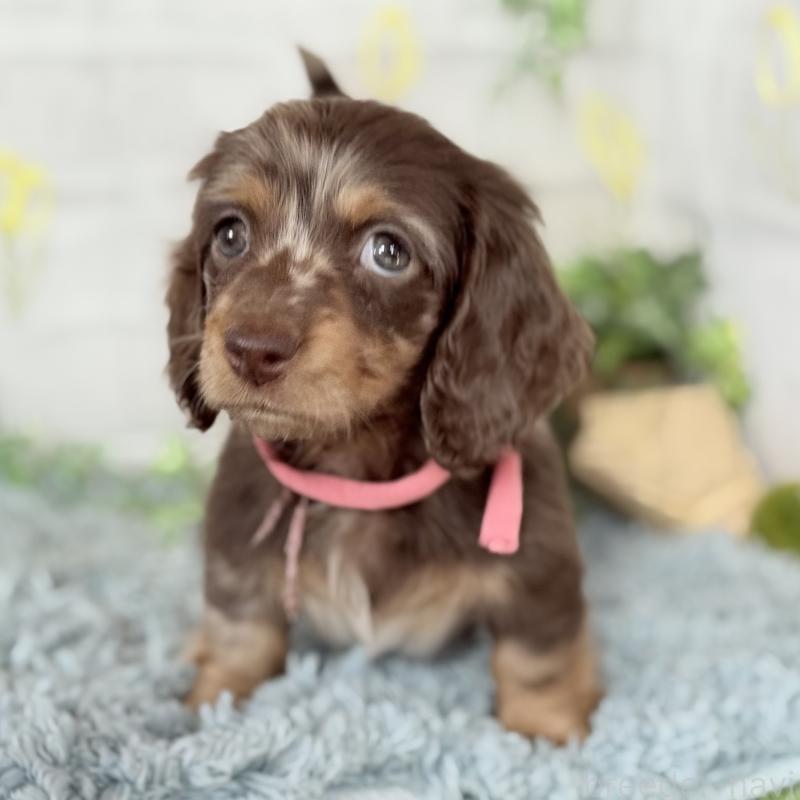 販売中の埼玉県のミニチュアダックスフンド(ロングヘアード)-440503の6枚目