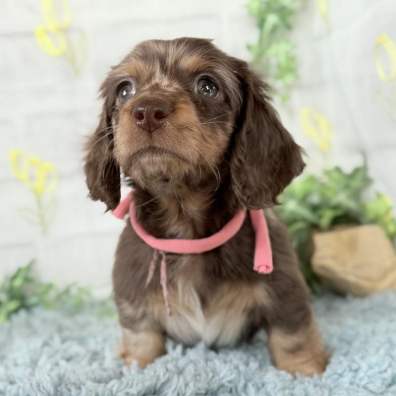 販売中の埼玉県のミニチュアダックスフンド(ロングヘアード)-440503の5枚目