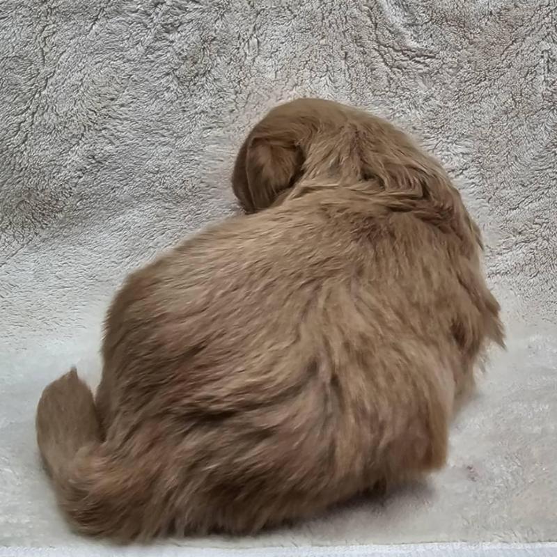 販売中の埼玉県のマルプー:マルチーズ×トイプードル-440502の2枚目