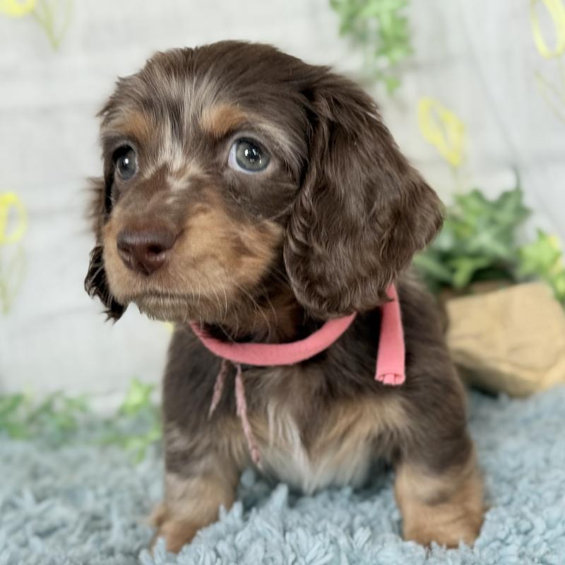 販売中の埼玉県のミニチュアダックスフンド(ロングヘアード)-440503の4枚目