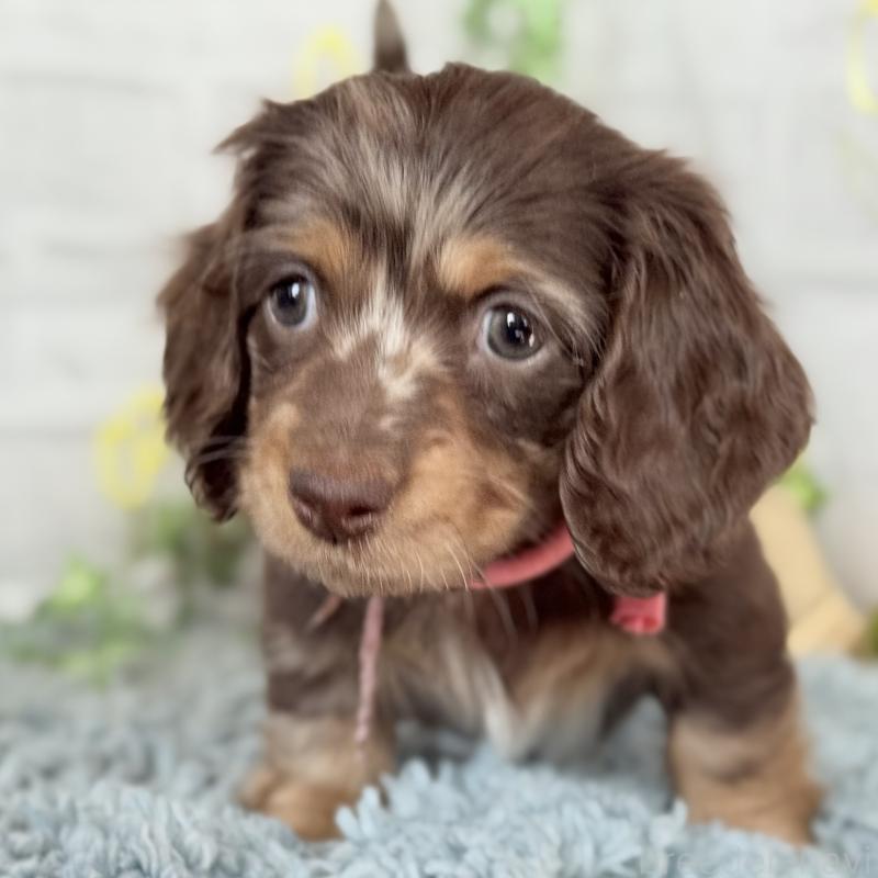 販売中の埼玉県のミニチュアダックスフンド(ロングヘアード)-440503の2枚目