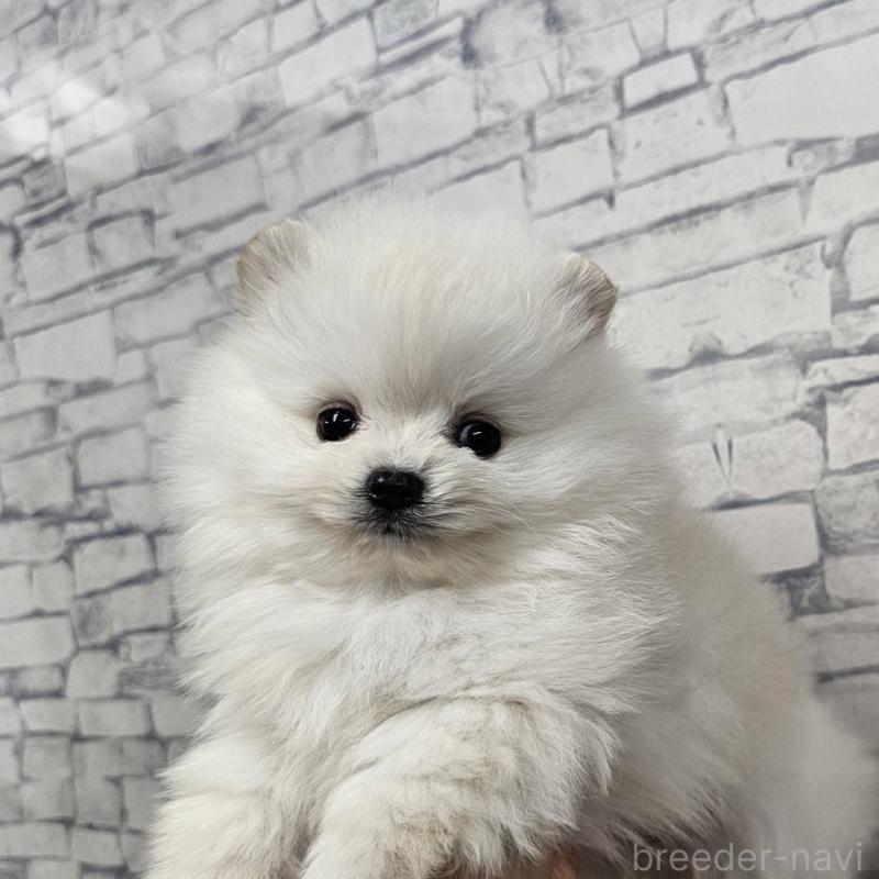 成約済の埼玉県のポメラニアン-437863の8枚目