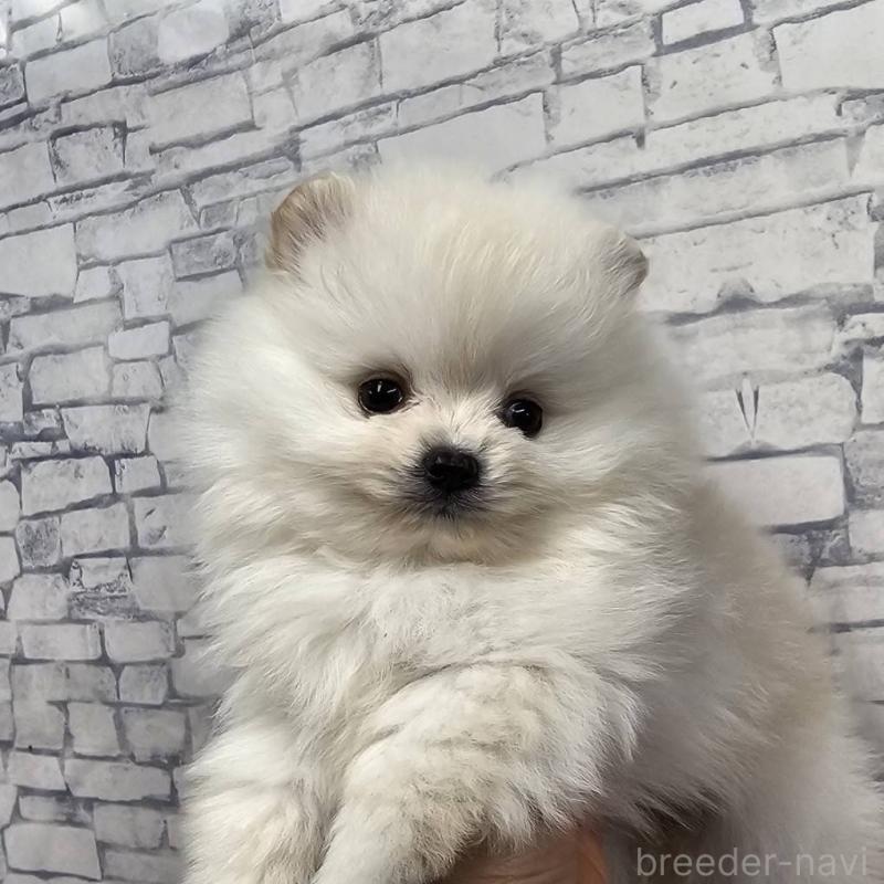 成約済の埼玉県のポメラニアン-437863の9枚目