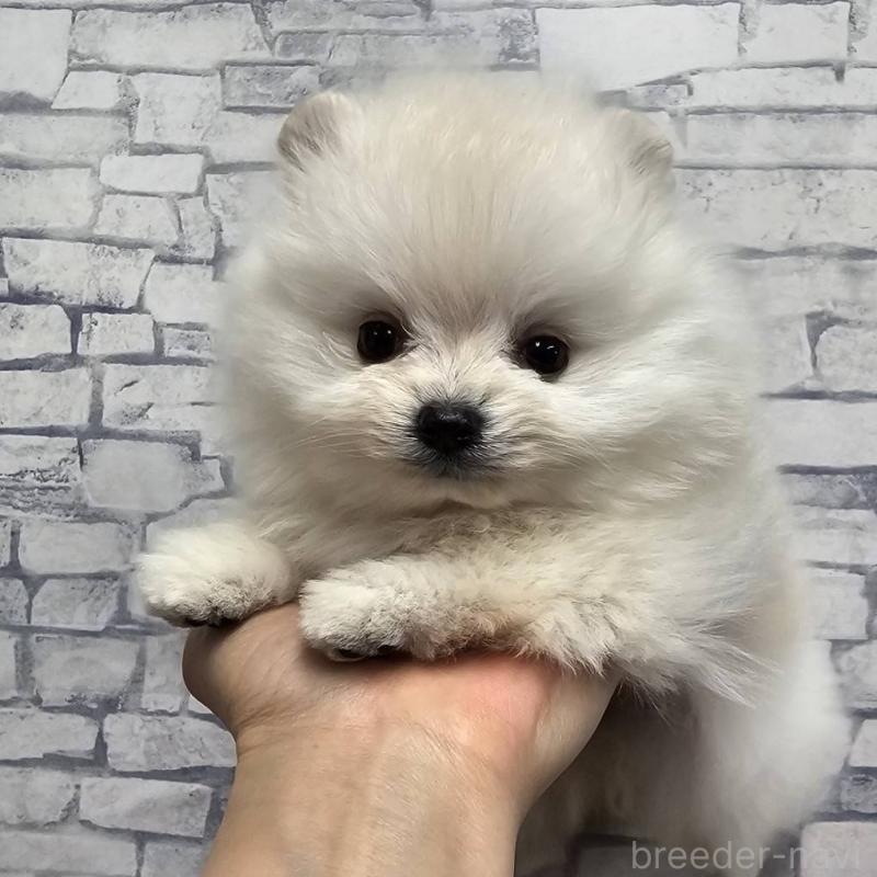 成約済の埼玉県のポメラニアン-437863の7枚目