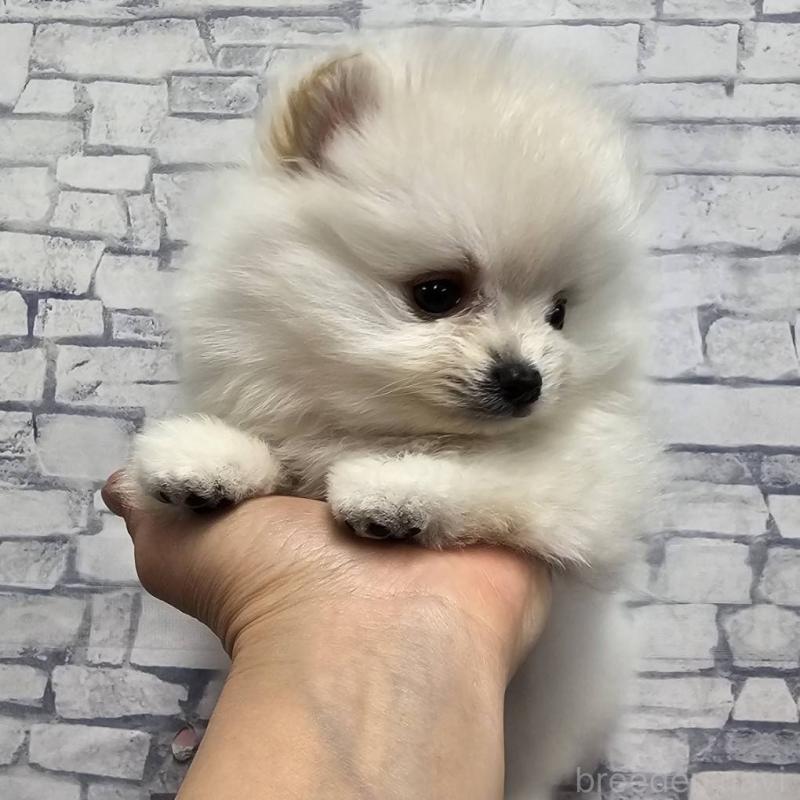 成約済の埼玉県のポメラニアン-437863の6枚目