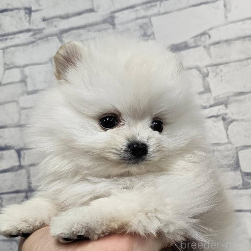 販売中の埼玉県のポメラニアン-437863